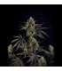 Pound Cake Auto Fast Buds - Αυτόματοι Σπόροι Κάνναβης