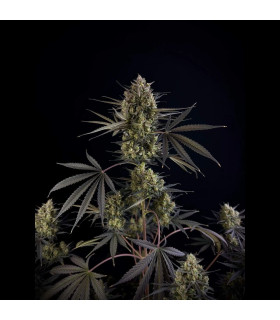 Pound Cake Auto Fast Buds - Αυτόματοι Σπόροι Κάνναβης