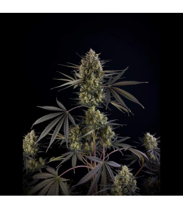 Pound Cake Auto Fast Buds - Αυτόματοι Σπόροι Κάνναβης