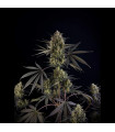 Pound Cake Auto