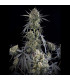 Pound Cake Auto Fast Buds - Αυτόματοι Σπόροι Κάνναβης