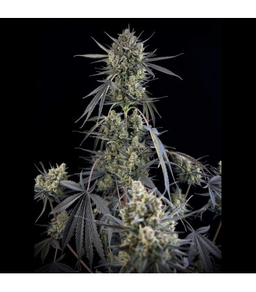 Pound Cake Auto Fast Buds - Αυτόματοι Σπόροι Κάνναβης