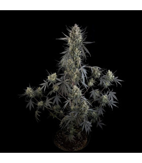 Pound Cake Auto