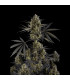 Pound Cake Auto Fast Buds - Αυτόματοι Σπόροι Κάνναβης