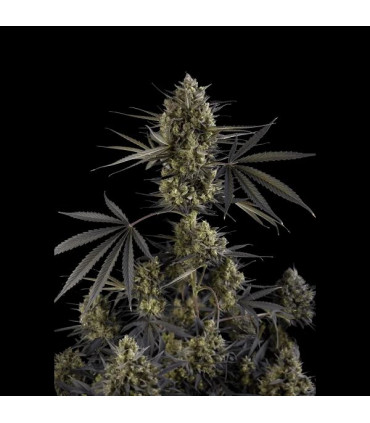 Pound Cake Auto Fast Buds - Αυτόματοι Σπόροι Κάνναβης