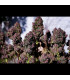 Purple Haze Auto Fast Buds - Αυτόματοι Σπόροι Κάνναβης