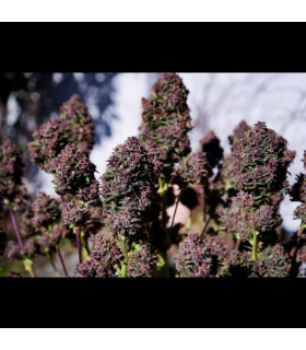 Purple Haze Auto Fast Buds - Αυτόματοι Σπόροι Κάνναβης