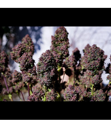 Purple Haze Auto Fast Buds - Αυτόματοι Σπόροι Κάνναβης