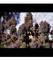 Purple Haze Auto