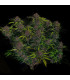 Purple Haze Auto Fast Buds - Αυτόματοι Σπόροι Κάνναβης