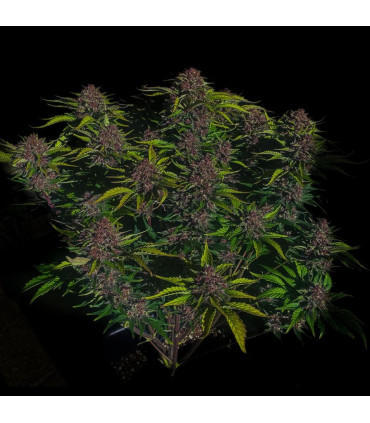Purple Haze Auto Fast Buds - Αυτόματοι Σπόροι Κάνναβης