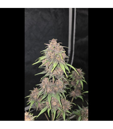 Purple Haze Auto Fast Buds - Αυτόματοι Σπόροι Κάνναβης