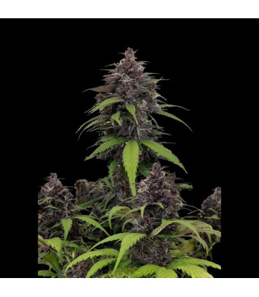Purple Haze Auto Fast Buds - Αυτόματοι Σπόροι Κάνναβης
