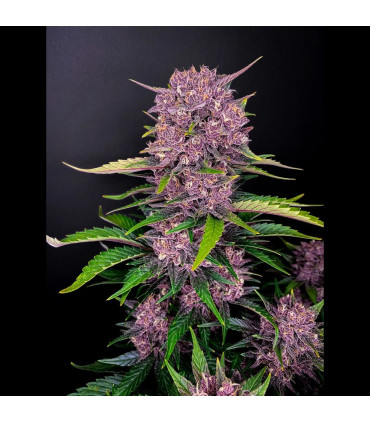 Purple Lemonade Auto Fast Buds | Αυτόματοι Σπόροι Κάνναβης