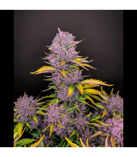 Purple Lemonade Auto (FastBuds)