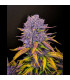 Purple Lemonade Auto Fast Buds | Αυτόματοι Σπόροι Κάνναβης