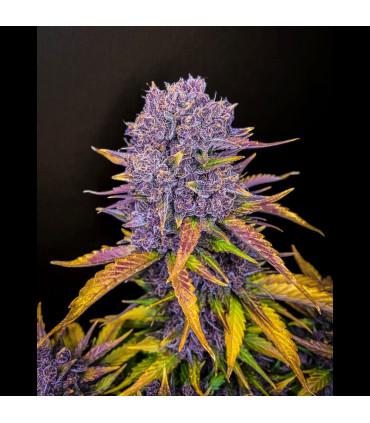 Purple Lemonade Auto Fast Buds | Αυτόματοι Σπόροι Κάνναβης