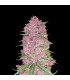 Purple Lemonade Auto Fast Buds | Αυτόματοι Σπόροι Κάνναβης