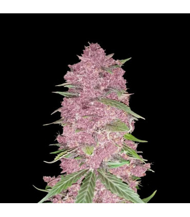 Purple Lemonade Auto Fast Buds | Αυτόματοι Σπόροι Κάνναβης