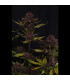 Purple Lemonade RF3 Fast Buds - Αυτόματοι Σπόροι Κάνναβης