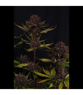 Purple Lemonade RF3 Fast Buds - Αυτόματοι Σπόροι Κάνναβης