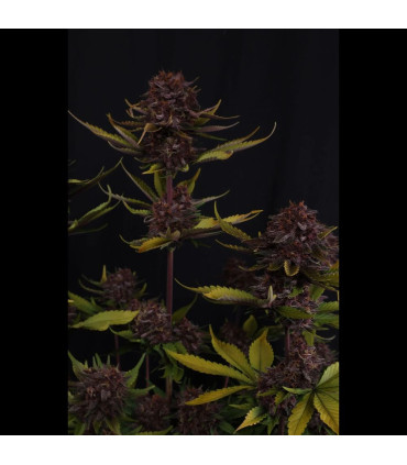Purple Lemonade RF3 Fast Buds - Αυτόματοι Σπόροι Κάνναβης