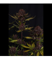 Purple Lemonade Auto RF3