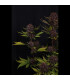 Purple Lemonade RF3 Fast Buds - Αυτόματοι Σπόροι Κάνναβης