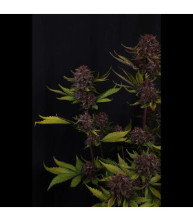 Purple Lemonade Auto RF3