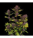 Purple Lemonade RF3 Fast Buds - Αυτόματοι Σπόροι Κάνναβης