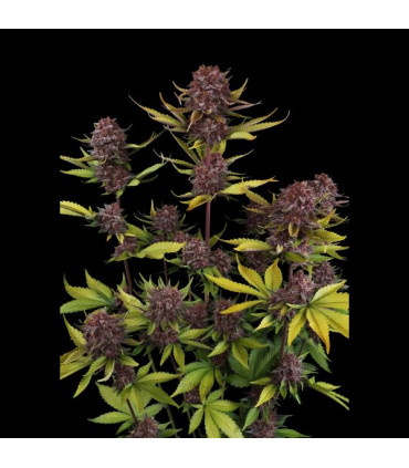 Purple Lemonade RF3 Fast Buds - Αυτόματοι Σπόροι Κάνναβης