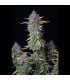 Purple Punch Auto Fast Buds - Αυτόματοι Σπόροι Κάνναβης