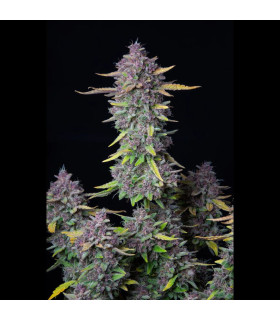 Purple Punch Auto Fast Buds - Αυτόματοι Σπόροι Κάνναβης