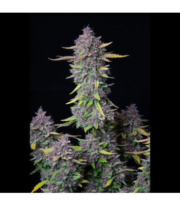 Purple Punch Auto Fast Buds - Αυτόματοι Σπόροι Κάνναβης