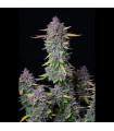 Purple Punch Auto