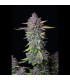 Purple Punch Auto Fast Buds - Αυτόματοι Σπόροι Κάνναβης