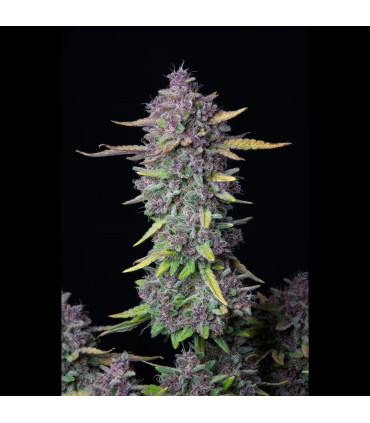 Purple Punch Auto Fast Buds - Αυτόματοι Σπόροι Κάνναβης