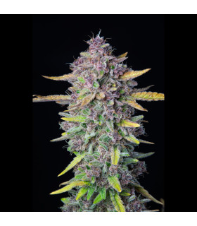 Purple Punch Auto