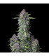 Purple Punch Auto Fast Buds - Αυτόματοι Σπόροι Κάνναβης