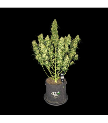 Sour Jealousy Auto Fast Buds - Αυτόματοι Σπόροι Κάνναβης
