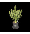 Sour Jealousy Auto