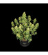 Sour Jealousy Auto Fast Buds - Αυτόματοι Σπόροι Κάνναβης