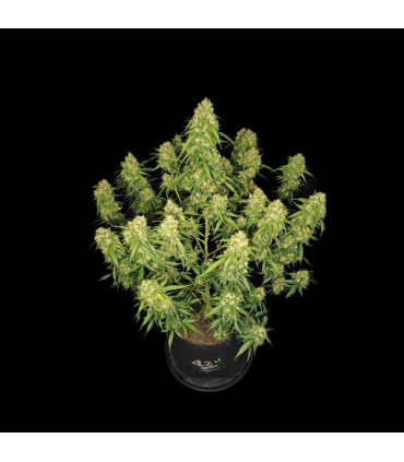 Sour Jealousy Auto Fast Buds - Αυτόματοι Σπόροι Κάνναβης