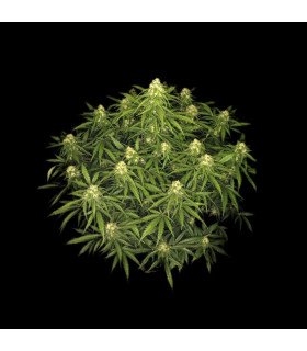 Sour Jealousy Auto