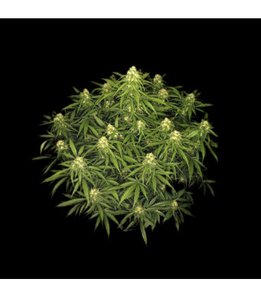 Sour Jealousy Auto Fast Buds - Αυτόματοι Σπόροι Κάνναβης