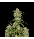 Sour Jealousy Auto Fast Buds - Αυτόματοι Σπόροι Κάνναβης