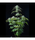 Strawberry Banana Auto Fast Buds - Αυτόματοι Σπόροι Κάνναβης