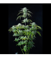 Strawberry Banana Auto