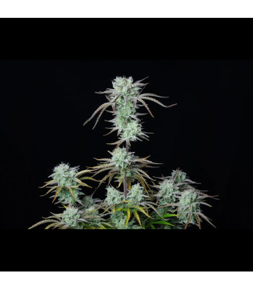 Strawberry Banana Auto Fast Buds - Αυτόματοι Σπόροι Κάνναβης