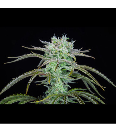 Strawberry Banana Auto Fast Buds - Αυτόματοι Σπόροι Κάνναβης